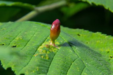Limon ağaçlarının yapraklarında asalak bitkiler. Linden ağacının yapraklarında borular büyür..