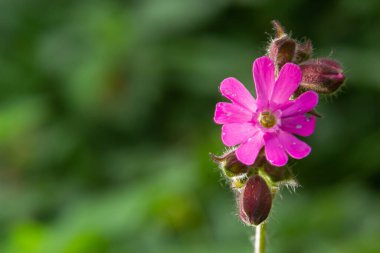 Kızıl Campion, Silene Dioica, İngiltere 'nin kuzeydoğusundaki Wansbeck, Northumberland nehrinin kıyısında vahşi bir şekilde büyüyor. Tamamen açılmış bir çiçek, açılmamış tomurcukların ve bulanık arkaplanın yanında gösterilir.
