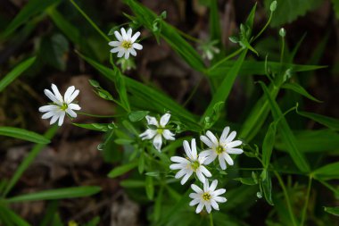 Stellaria sanal çayı. Tavuk otunun narin orman çiçekleri, Stellaria holostea ya da Echte Sternmiere. Çiçek arkaplanı. Doğal yeşil arka planda beyaz çiçekler. yakın plan