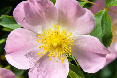 Köpek gülü, Rosa kanina, tırmanan yaban gülü parkta çiçek açıyor, seçici bir odak ile yakın çekim.