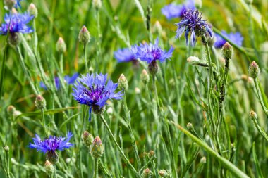 Cornflower, Centaurea siyanus, Asteraceae. Çiçek bitkisi ya da bahçede bekarlığa veda çiçeği.