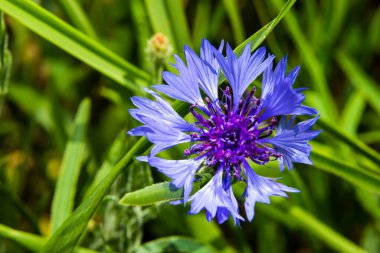 Cornflower, Centaurea siyanus, Asteraceae. Çiçek bitkisi ya da bahçede bekarlığa veda çiçeği.
