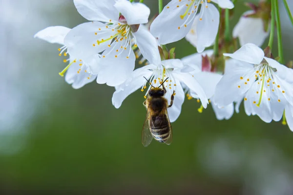 Honeybee Collects Honey White Cherry Blossoms — Stock Photo, Image