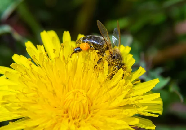 黄腿蜜蜂 安德里娜黄花 蒲公英黄花 丹参花中雌蜂的闭锁 — 图库照片