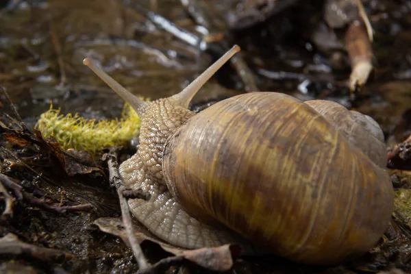 부르고뉴 달팽이 달팽이 달팽이 에스카르고 환경에서 이끼가 그루터기의 이끼와 곰팡이 — 스톡 사진
