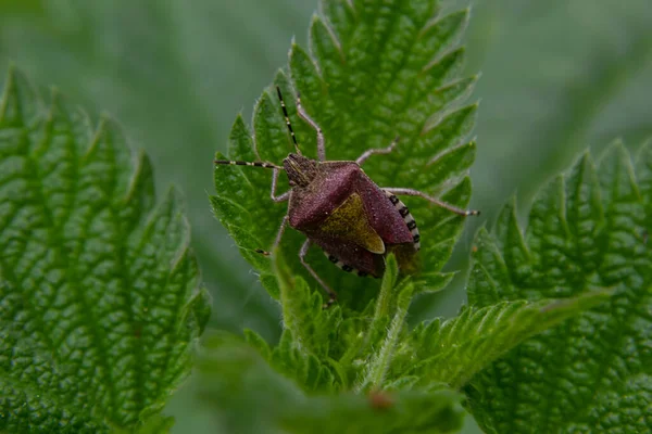 Close Sloe Bug Hairy Shieldbug Dolycoris Baccarum Garden Green Leaf — Stock fotografie