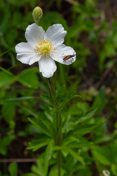 Fiore Bianco Sfumato Anemone Bucaneve Anemone Sylvestris Mezzo Alle Stele — Foto Stock