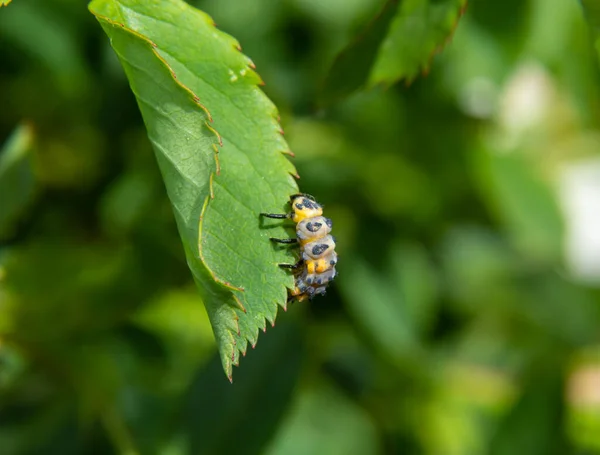 Macro Photo Ladybug Larvae Green Leaf Isolated Backgrou — 스톡 사진