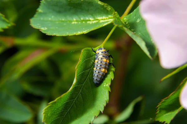 Macro Photo Ladybug Larvae Green Leaf Isolated Backgrou — 스톡 사진