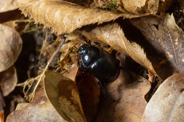 Besouro Floresta Anoplotrupes Stercorosus Uma Espécie Escaravelho Família Geotrupinae — Fotografia de Stock