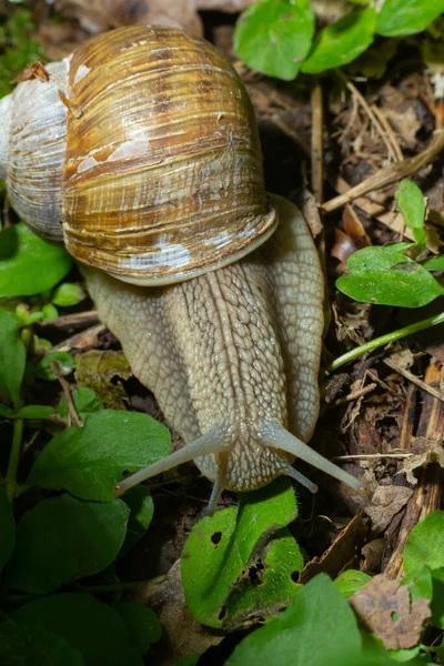 Helix Pomatiaまた ローマのカタツムリ ブルゴーニュカタツムリ 食用カタツムリやエスカルゴは 家族の中で大規模な 空気呼吸土地カタツムリ 陸上のプルモンテの胃の軟体動物の種です — ストック写真