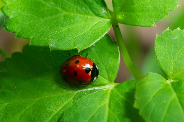 Mariquita Con Siete Manchas Coccinella Septempunctata Coleoptera Coccinellidae Una Hoja — Foto de Stock