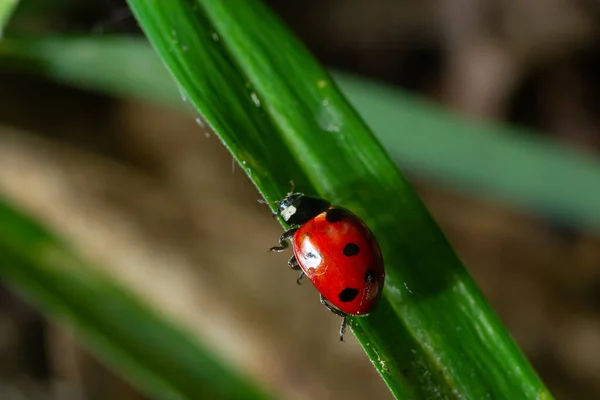 Ladybug Seven Spots Coccinella Septempunctata Coleoptera Coccinellidae Green Leaf Forest — Stock Photo, Image