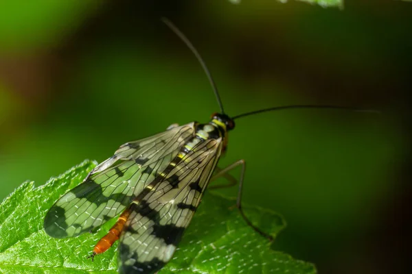 무니스 Panorpa Communis 일반적 전갈의 일종이다 해충을 잡아먹는 곤충이다 — 스톡 사진