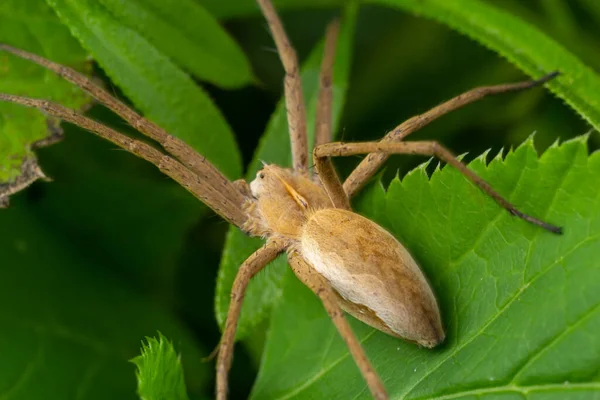 Araignée Crabe Mâle Adulte Famille Des Philodromidae — Photo
