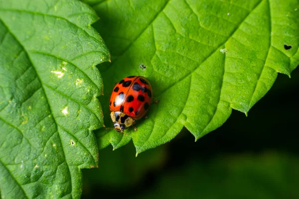 Ladybug Seven Spots Coccinella Septempunctata Coleoptera Coccinellidae Green Leaf Forest — Stock Photo, Image