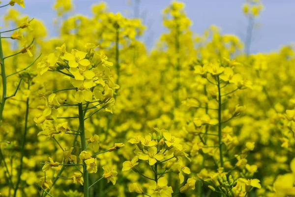 Rapsfröfältet Blommar Med Klargula Blommor Blå Himmel Ukraina Närbild — Stockfoto