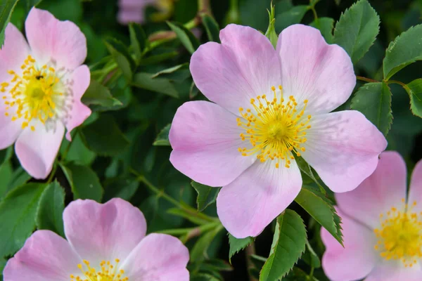 Hond Roos Rosa Canina Licht Roze Bloemen Bloei Takken Mooie — Stockfoto