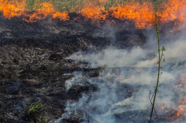 Bahçede eski kuru otları yakmak. Tarlada yanan kuru otlar. Orman yangını. Sakal tarlası çiftçiler tarafından yakılıyor. Sahada yangın.