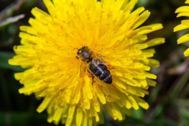Çayırdaki sarı karahindiba çiçekli küçük beyaz tüylü yabani arıya yaklaş..