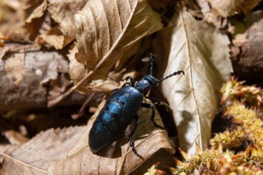 Mor yağ böceği, Meloe otla besleniyor, makro fotoğraf..
