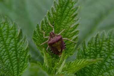 Yeşil bir yaprak üzerinde, yaban böceği ya da Kıllı Kalkan böceği Dolycoris bakterisini kapatın..