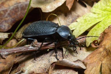 Carabus coriaceus, Avrupa 'da yaygın olarak bulunan bir böcek türüdür ve burada yaprak döken ormanlarda ve karışık ormanlarda yaşar. Kapat..
