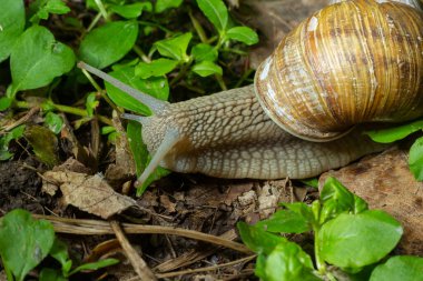 Helix pomatia ayrıca Romalı salyangoz, Burgundy salyangozu, yenilebilir salyangoz veya salyangoz, Helicidae familyasından bir karasal pulmonat yumuşakçasıdır..