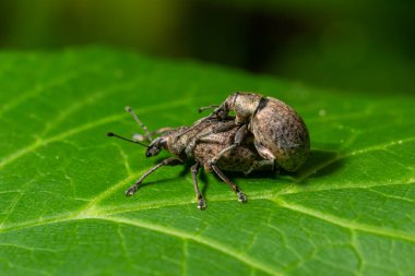 Kara asma buğday biti, Otiorhynchus sulcatus, Curculionidae familyası, vahşi bir yaprak üzerinde..