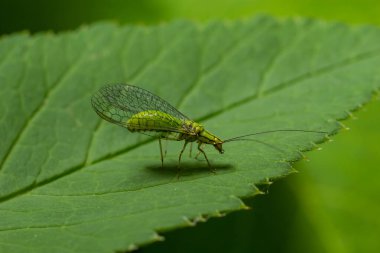 Yeşil Lacewing, Chrysopa Perla, yaprak bitleri avlıyor. Chrysopidae familyasından bir böcek türü. Larvalar aktif yırtıcılardır ve yaprak bitleri ve diğer küçük böceklerle beslenirler..