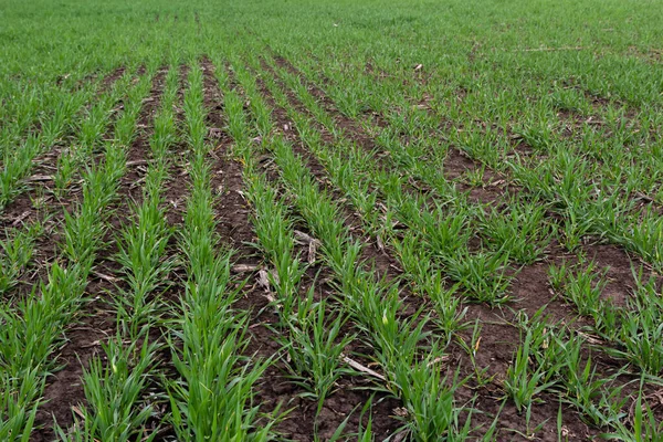 一排排的绿色嫩芽 农业概念 种植小麦或黑麦田 — 图库照片