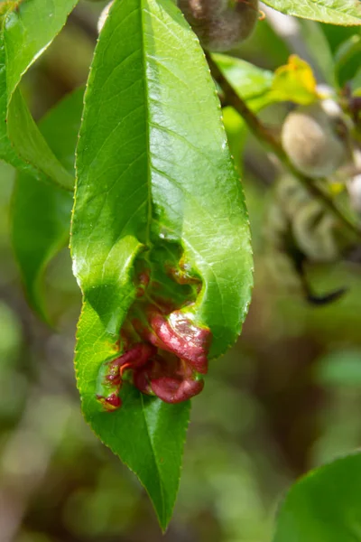 Yaprak Kıvrımlı Şeftali Yaprakları Taphrina Deformans Hastalık Yaprak Hastalığı Salgını — Stok fotoğraf