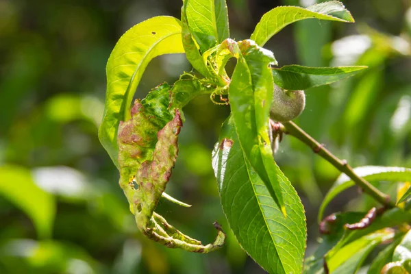 Detail of peach leaves with leaf curl, Taphrina deformans, disease. Leaf disease outbreak contact the tree leaves.