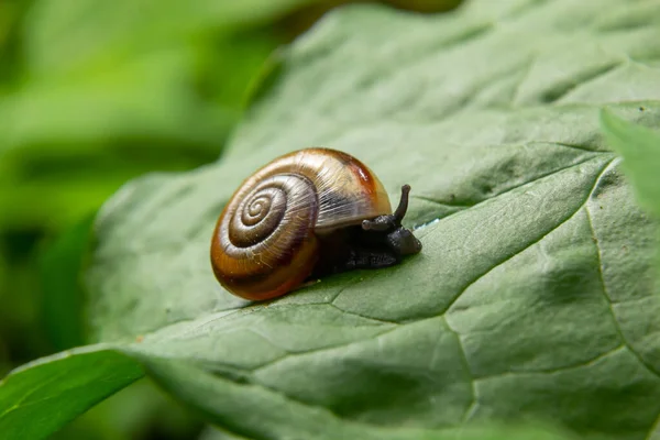 Oxychilus Draparnaudi Escargot Corps Bleu Sur Une Feuille Verte Macro — Photo