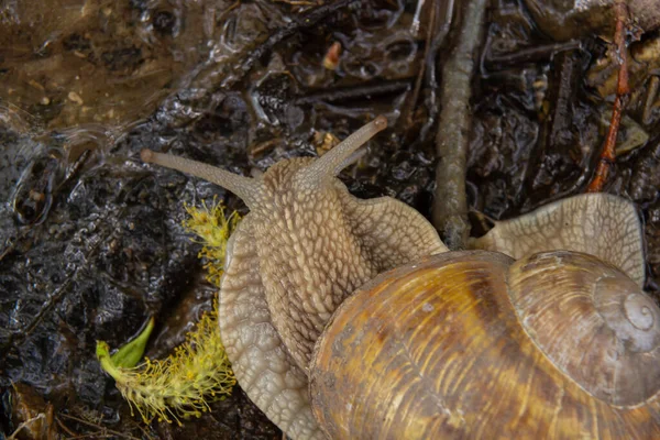 Burgundy Snail Helix Roman Snail Edible Snail Escargot Surface Old — Stock Photo, Image