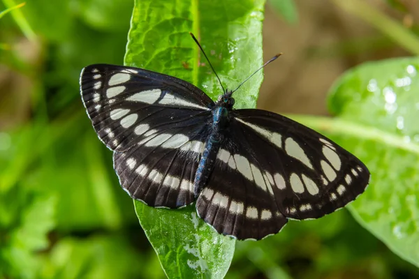 Motyl Dzienny Rodziny Nimfomanów Neptis Sappho Motyl Jest Bardzo Ufny — Zdjęcie stockowe