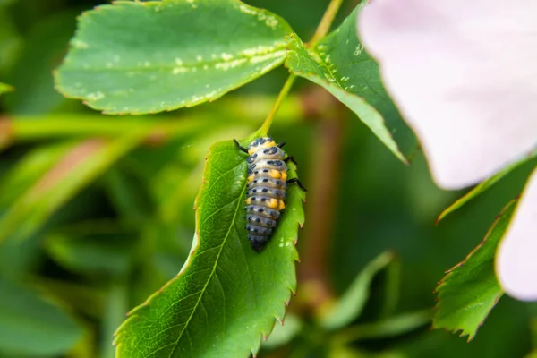 Macro Photo Ladybug Larvae Green Leaf Isolated Backgrou — 스톡 사진