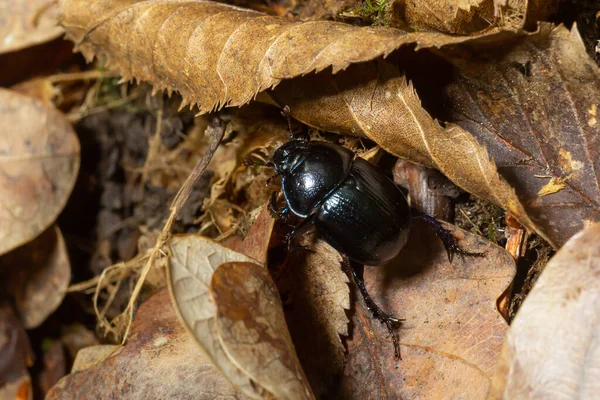 Лісовий Жук Anoplotrupes Stercorosus Вид Гною Підродини Geotrupinae — стокове фото