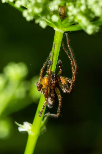 Närbild Makro Skott Brun Skog Spindel Blomma Stjälk Sommaren Solig — Stockfoto