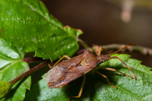 Squash bug Coreus marginatus. Dock bug Coreus marginatus on a green leaf of grass.