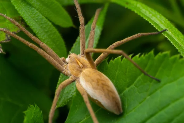 Cangrejo Masculino Adulto Araña Familia Philodromidae — Foto de Stock