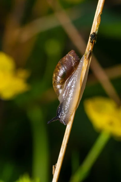 달팽이 잔여물 달팽이 여름날 나뭇잎 껍데기 — 스톡 사진