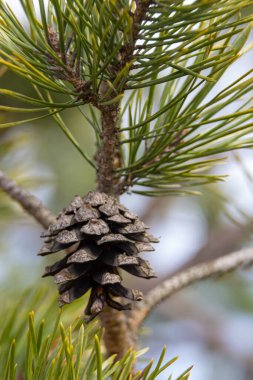 çam kozalakları dallar ile ormandaki ağaç iğne falan batmazdı.