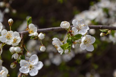 Vahşi beyaz erik çiçekleri güneşli bir bahar gününde ormanda toplanır. Tür Prunus cerasifera namı diğer kiraz eriği veya mirobalan eriği.