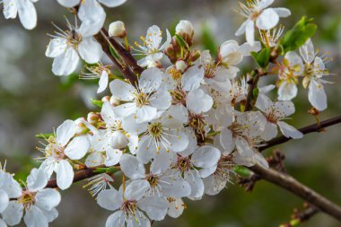 Erik Cerasifera Çiçek açan beyaz erik ağacı. Prunus Cerasifera 'nın beyaz çiçekleri.