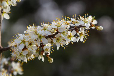 Prunus spinosa, gülgiller (Rosaceae) familyasından bir kuş türü. Prunus spinosa, blackthorn ya da sloe ağacı denir ilkbaharda açan.