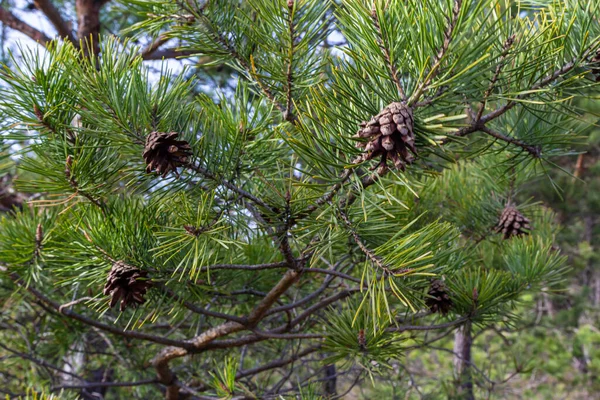 Cônes Pin Sur Les Branches Avec Des Aiguilles Sur Arbre — Photo