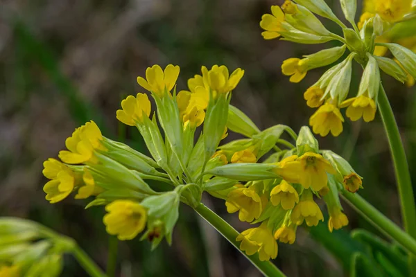 Primula Veris Cowslip Cowslip Comum Prímula Cowslip Syn Primula Officinalis — Fotografia de Stock