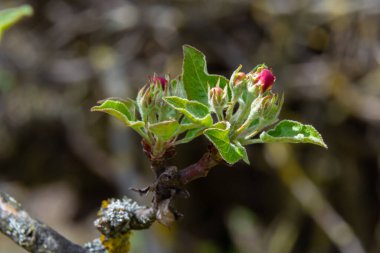 Elma ağacında beyaz çiçek ve pembe tomurcuk. Baharda çiçek açan elma ağacı. Yakın plan.
