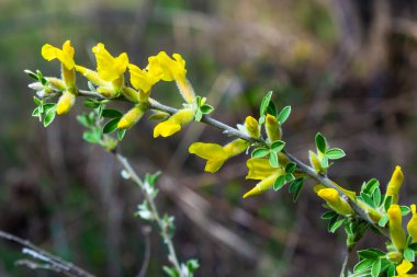 Çiçekli dal, Chamaecytisus Rutenicus, doğal arka planda. Rus Süpürgesi, Chamaecytisus Rutenicus, bahçede. Çiçek açan bitki resminin seçici odağı.